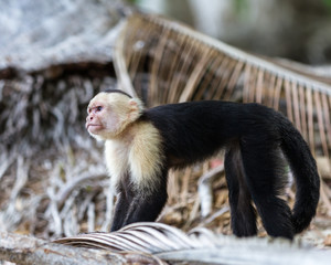 white faced or capuchin monkey