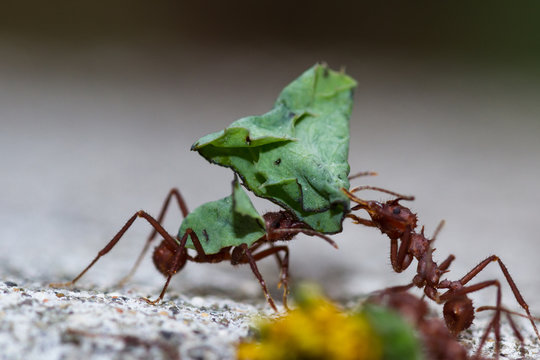 Leafcutter Ants With A Dead Leaves