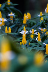 Fototapeta na wymiar tropical white and yellow flowers