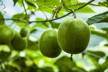 Momordica grosvenor fruits