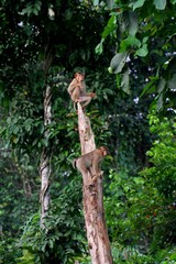 Pig-tailed Macaque (Macaca nemestrina) in Borneo, Malaysia