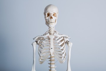 White human body bone frame on white background