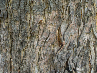 bark  of tree