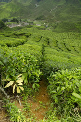 Beautiful nature at tea farm. Image taken at cameron highland, malaysia