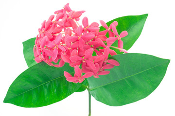 red ixora beauty and green leaf  isolate on white background,red spike flower