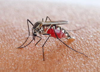 Mosquito sucking blood - 120922831