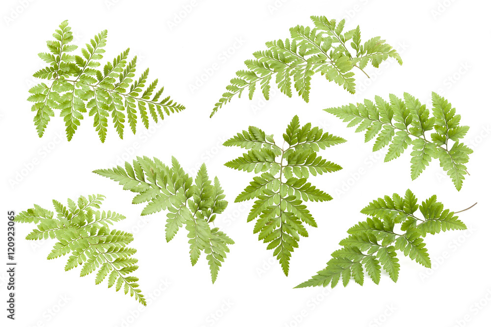 Wall mural fern isolated