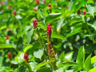 Red ginger or Alpinia purpurata, a kind of flowering plant native in Malaysia and national flower of Samoa