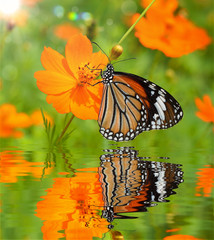 Butterflies on Flowers