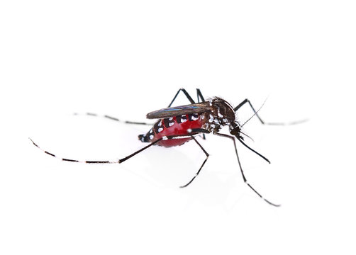 Mosquito isolated on white background