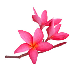 Tropical flowers frangipani (plumeria)  on white background