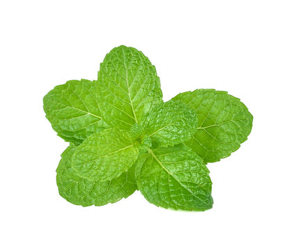 mint; leaf  isolated on white background