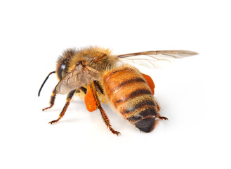 bee isolated on the white