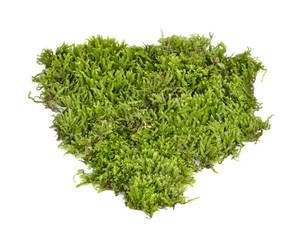 Green moss on white background