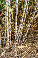 Obraz premium Canne à sucre Canne à sucre à la Réunion