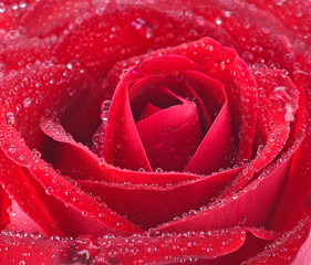Red rose dew