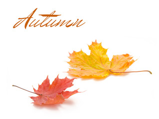 Autumn. Yellow and Red leaves on a white background