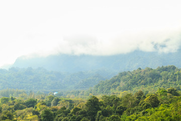 Forest in the morning