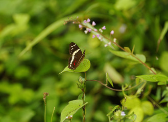 Jungle butterfly, Costa Rica
