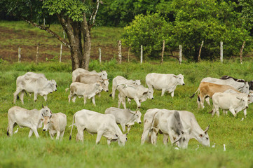 Herd of cows, Costa Rica