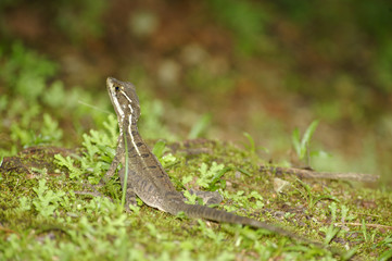 Small lizzard, Costa Rica