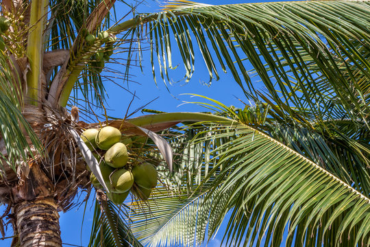 Cocotier
Cocotier &agrave; l'&icirc;le de la R&eacute;union