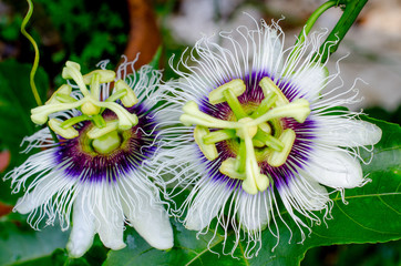 passion fruit flower