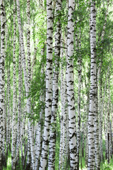 summer in birch forest - 120924242