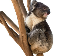 Naklejka premium Koala bear isolated