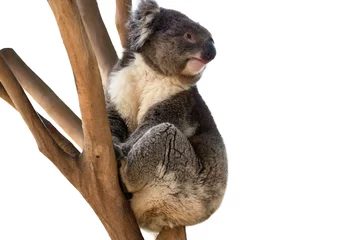 Glasschilderij Koala Koalabeer geïsoleerd