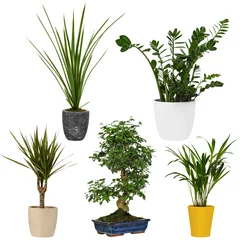 Foto op Plexiglas anti-reflex deko set aus zimmerpflanzen, topfpflanzen & palmen freigestellt auf weiss © Max Diesel