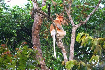 Male Proboscis Monkey (Nasalis larvatus) in Borneo, Malaysia