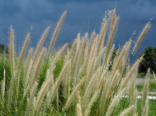 Fototapeta premium Feather pennisetum, Mission grass flower plant on road side.