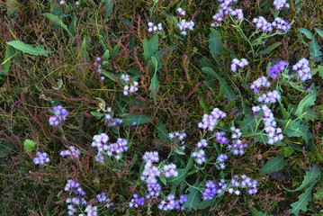 Meadow's flowers