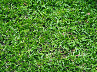Green Grass field in garden.