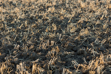 Gepflügtes Feld