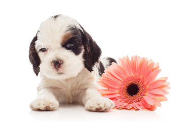 Cocker spaniel puppy with gerbera