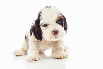 Cocker spaniel puppy 