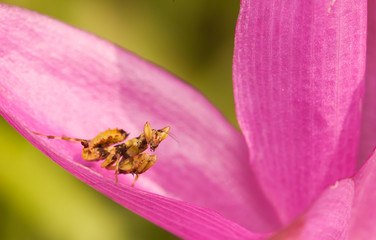 Orchid mantis stays on flower and waiting for a prey
