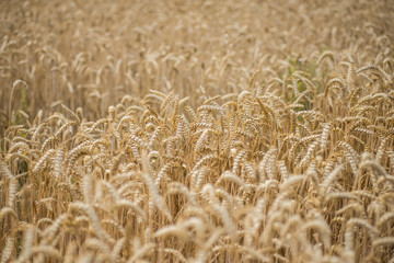 Field of wheat ready to be harvested. Selective focus