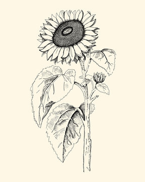 Hand drawn sunflower drawing
