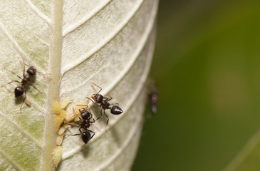 Aphid-Herding Ants