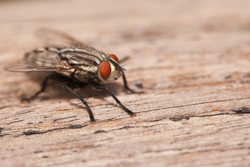 Fly insect close up