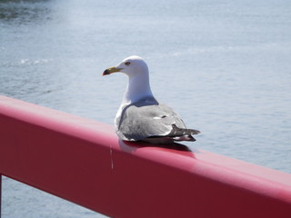 ウミネコの休憩