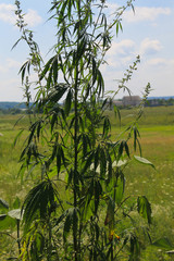 Obraz premium Cannabis (Marijuana) plant