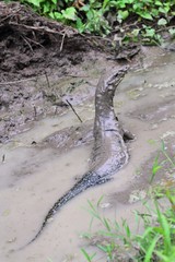 Monitor Lizard in Borneo, Malaysia