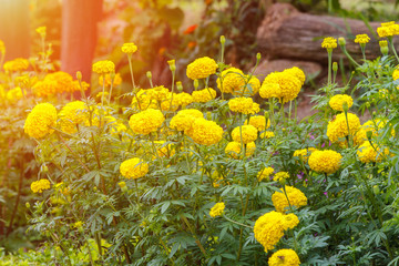 Soft focus of beautiful yellow flowers on the outdoor park