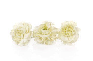 Jasmine Flower Isolated on White Background