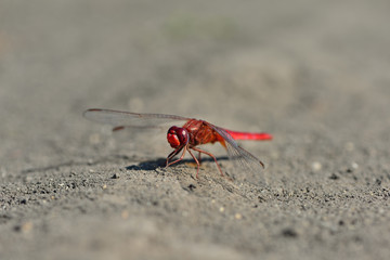 Red dragonfly sitting on the ground