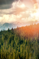 Mountain forest covered by fog